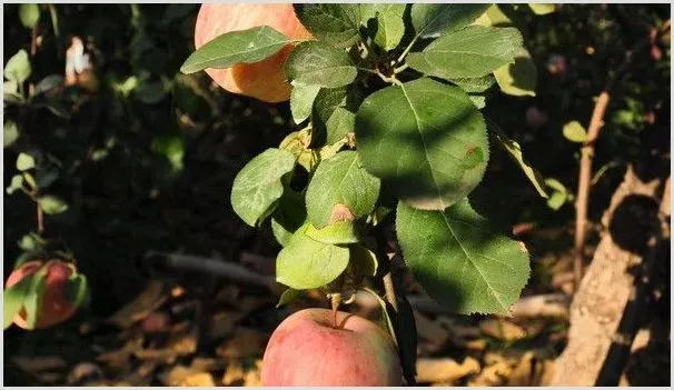 盆栽苹果树的养殖方法和注意事项 | 自然知识