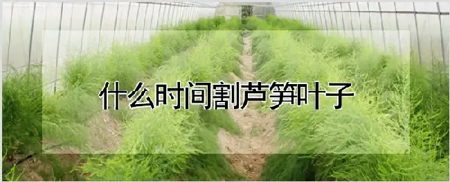 什么时间割芦笋叶子 | 种植资料