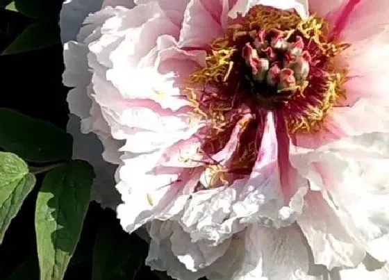 植物育苗|牡丹花怎么缓苗