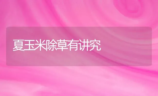 夏玉米除草有讲究 | 粮油作物种植