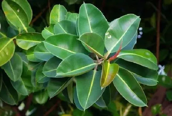 开花时间|橡皮树多长时间开花 养多久开花一次