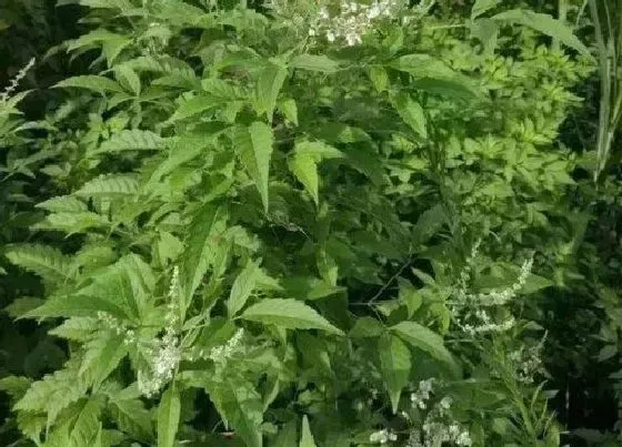 植物百科|荆是什么植物