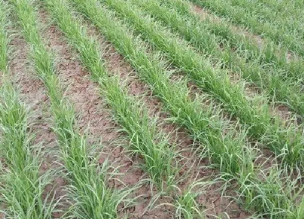 植物移栽|韭菜根冬天可以移栽吗（韭菜根多长时间可以移栽）