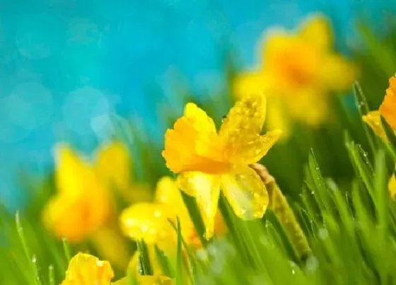植物繁殖|水仙花怎么繁殖方法和注意事项