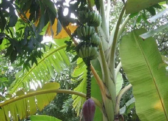 植物百科|香蕉树是一年生还是多年生植物 多长时间结果