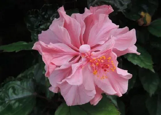 花卉百科|韩国的国花是什么花
