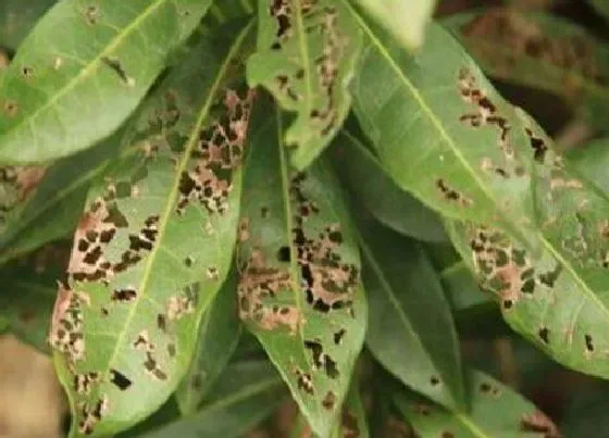 植物虫害|杨梅病虫害防治技术与方法措施