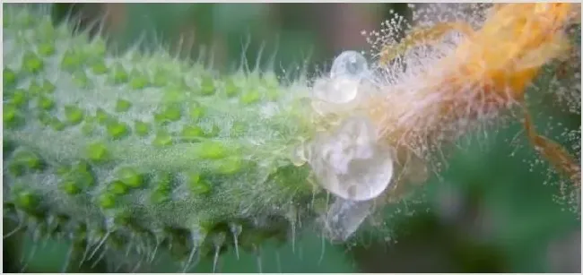 灰霉病复配的配方是什么 | 植物病害