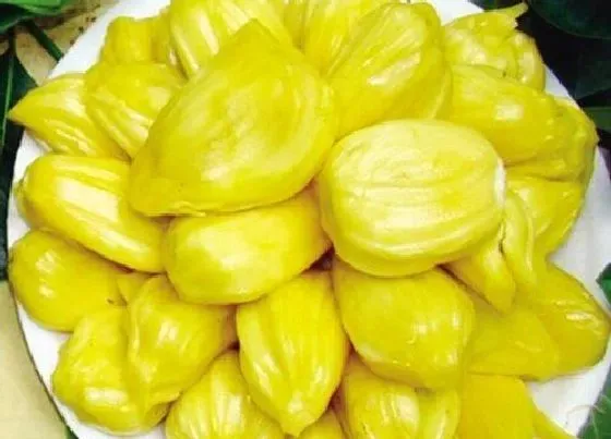果实成熟|菠萝蜜什么季节成熟采摘 成熟期是几月份
