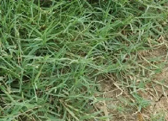 植物排行|可以扦插的植物有哪些