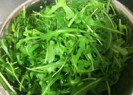 植物百科|跟菠菜长得很像的蔬菜