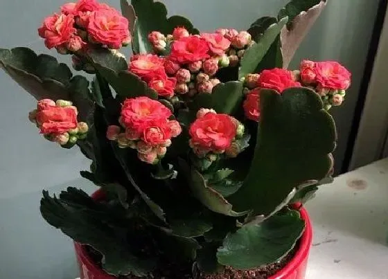 植物寓意|寓意健康的植物名字及图片 什么绿植寓意身体健康