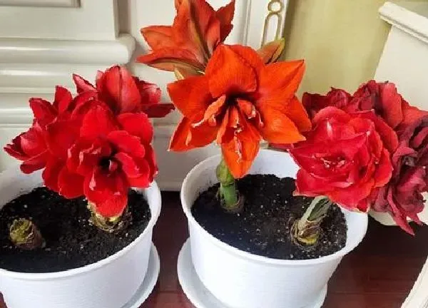 植物移栽|朱顶红秋天能移栽吗 什么季节移栽最适合