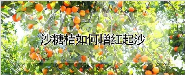 沙糖桔如何增红起沙 | 种植技术