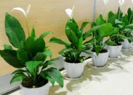 植物施肥|盆栽植物用什么肥料好