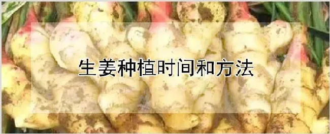 生姜种植时间和方法 | 农业技术