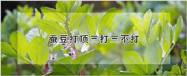 蚕豆打顶三打三不打 | 耕种资料