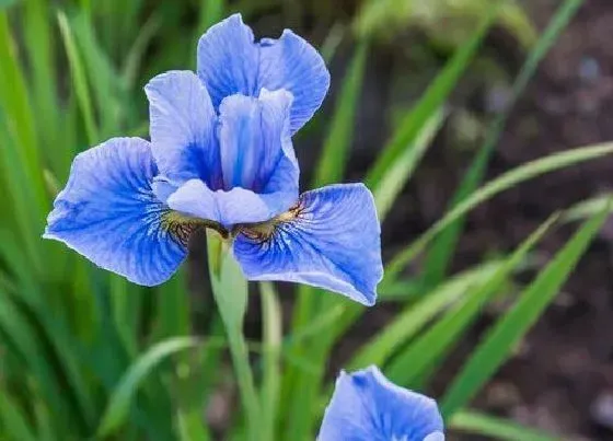 花朵诊疗|鸢尾花怎么快速开花