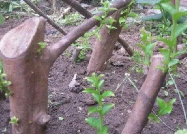 植物扦插|紫薇可以扦插吗