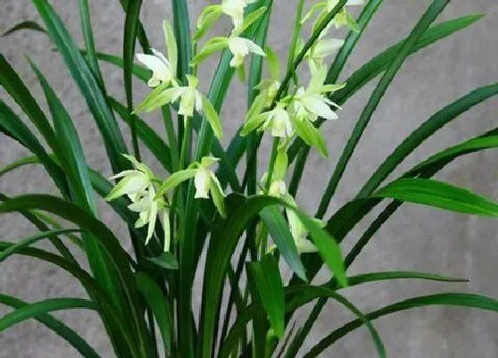 植物寓意|表示爱国的花 花语是代表爱国的花