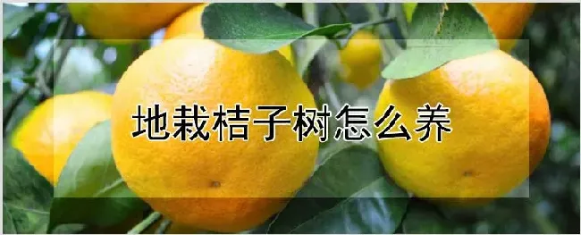 地栽桔子树怎么养 | 耕种资料