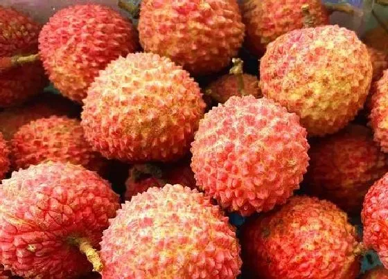 果实成熟|广西荔枝几月份成熟上市