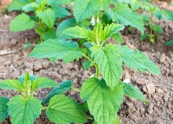 种植方法|夏芝麻种植时间和方法