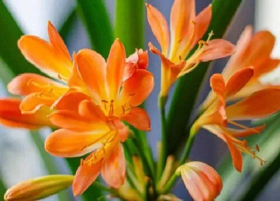 花语|君子兰花语和寓意 寓意是什么意思