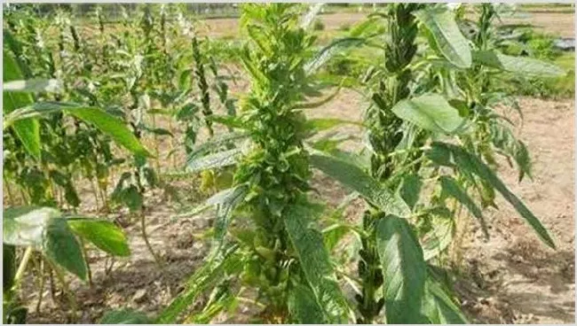 芝麻的种植条件 | 种植资料