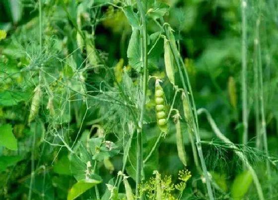 种植方法|豌豆尖的种植方法和时间 栽种方法，详细介绍）