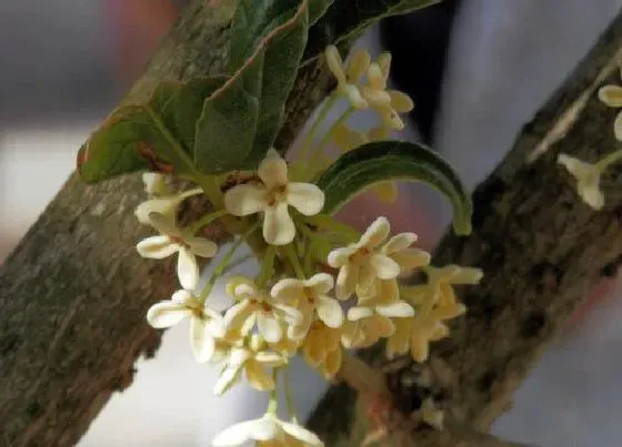 种植长叶|四季桂花不长叶子怎么办