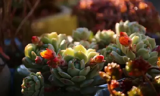 植物浇水|多肉植物能不能浇水在叶片上（多肉可以往叶子上浇水吗）
