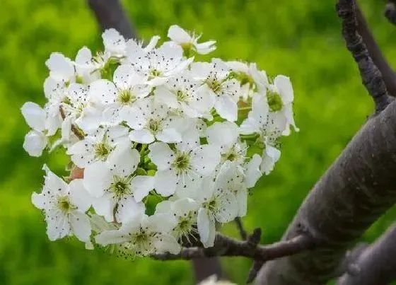 植物寓意|梨花代表什么人