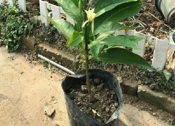 养殖科普|白兰花喜阴还是喜阳