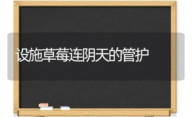 设施草莓连阴天的管护 | 瓜果种植