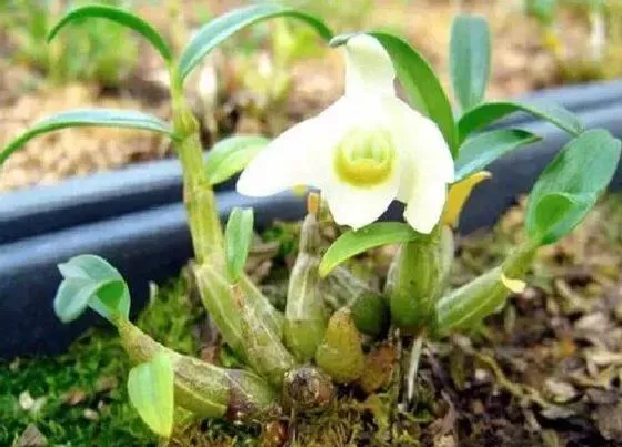 花期|金叉石斛一年开几次花