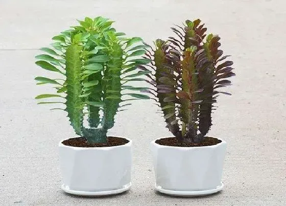 植物价格|龙骨花多少钱一盆