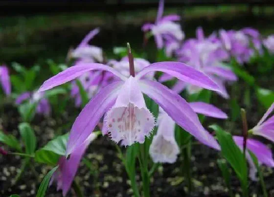 花期|一叶兰花期是什么时候