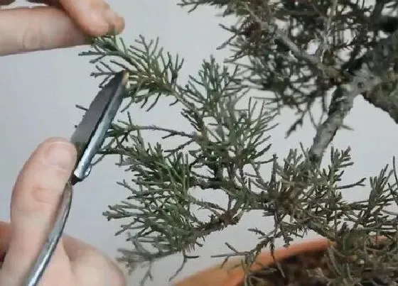 植物种类|桧柏和蜀桧是一种植物吗