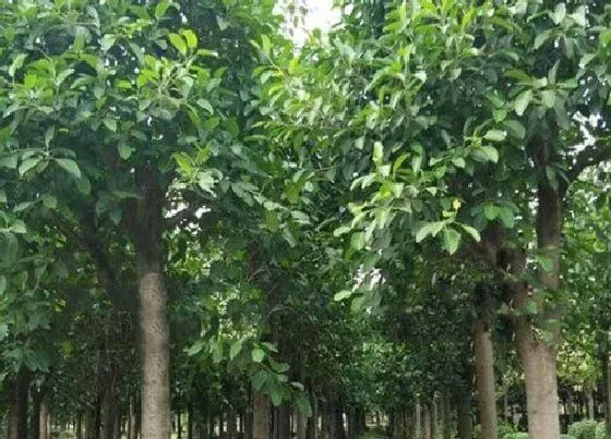 绿植|禅院适合种什么植物