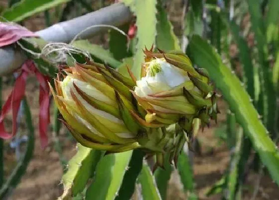 花朵诊疗|火龙果促花方法与人工催花技巧