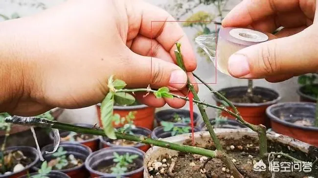 植物嫁接|微型月季的嫁接方法，嫁接月季盆景用什么微月）