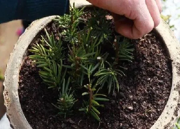 植物生根|红豆杉扦插多久生根