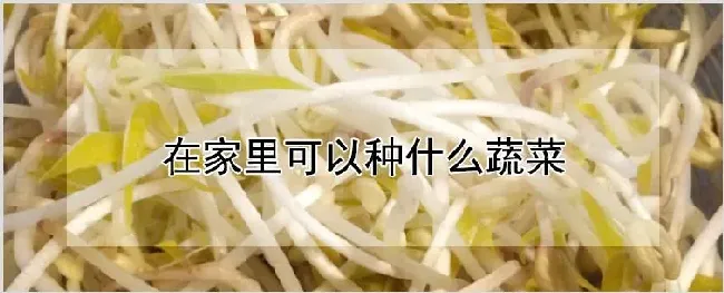 在家里可以种什么蔬菜 | 自然知识