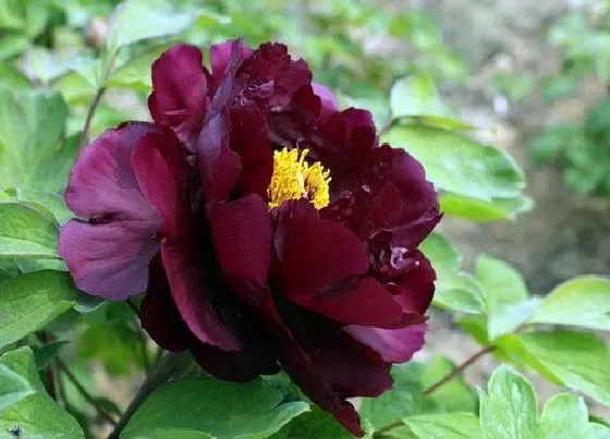 花期|黑牡丹一年开几次花 花期多长时间