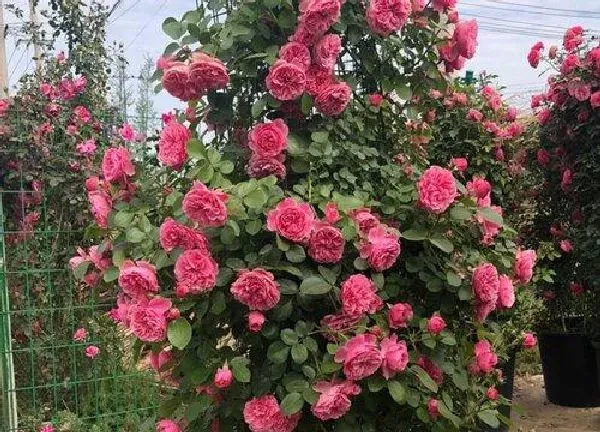 植物移栽|藤本月季什么时候移栽最好