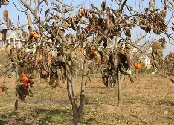 种植位置|柿子树可以种在家门口吗