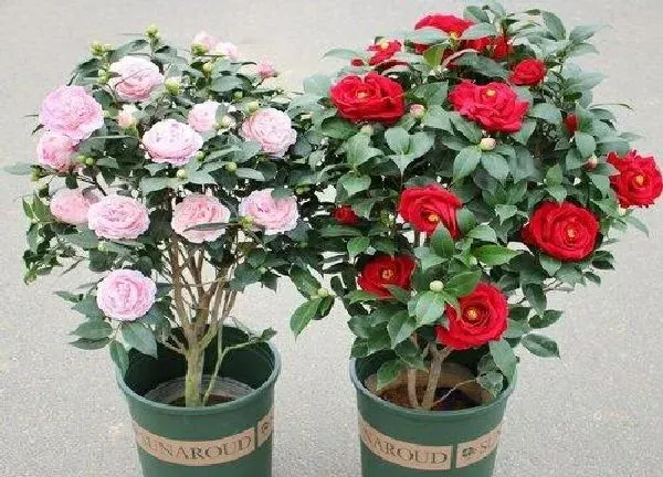 养殖方法|四季山茶花怎么养护 家庭养法