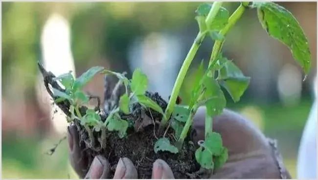 饼肥的发酵和使用方法 | 种植病虫害
