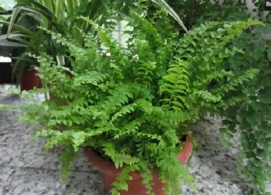 植物百科|蜈蚣草是多年生还是一年生的植物